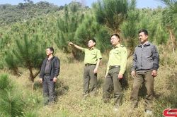 Sốp Cộp bảo vệ và phát triển rừng