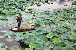 Sen Tây Hồ - Lưu giữ nét văn hóa người Hà Nội