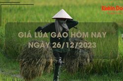 Giá lúa gạo hôm nay 26/12/2023: Đồng loạt đi ngang
