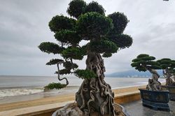Ngắm dàn bonsai tiền tỷ dáng độc ven biển Quy Nhơn