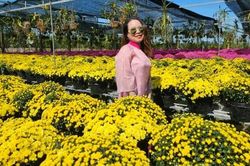 Cúc mâm xôi 'cháy hàng', nông dân lãi 800 triệu đồng