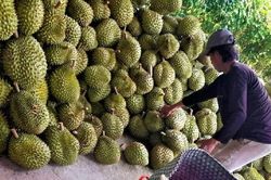 Sầu riêng đông lạnh xuất khẩu sang Thái Lan: Những con số ấn tượng