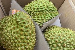 11 tháng năm 2023, xuất khẩu sầu riêng tăng hơn 480%