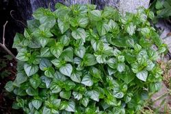 Top rau củ rẻ tiền khắc tinh của ung thư chợ Việt bán nhiều