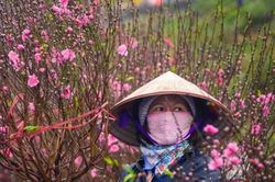 Hà Nội tổ chức chợ hoa Xuân tại 83 địa điểm dịp Tết Nguyên đán Giáp Thìn