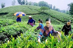 Phát triển kinh tế từ đặc sản vùng biên ở Lào Cai