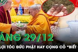 Sáng 29/12: Tranh cãi xá lợi tóc của Đức Phật hay chỉ là cọng cỏ 'biết đi' bán tràn lan trên mạng?