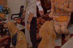 Khoảnh khắc cún cưng xếp hàng nhận lì xì 'như đúng rồi' và cái kết khiến ai cũng ghen tị