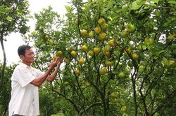 Quýt hồng Lai Vung rộn ràng vào Xuân