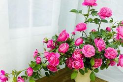 Tử vi ngày 31/12/2023 của 12 cung hoàng đạo