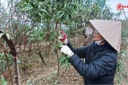 Người trồng đào Nhật Tân lần đầu tiết lộ bí quyết giúp nở hoa đúng dịp Tết