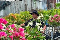Làng hoa giấy Phú Sơn rực rỡ ngày đầu năm