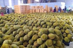 Xuất khẩu rau quả đạt mức kỷ lục 5,6 tỷ USD