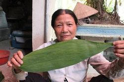 Loại lá rụng đầy ở Việt Nam, ra nước ngoài thành hàng hot