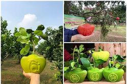 Ngắm bưởi đúc chữ tài - lộc hút khách dịp Tết