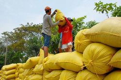 Xuất khẩu gạo đạt kỷ lục gần 4,8 tỷ USD: 'Hạt ngọc' đón mùa vàng