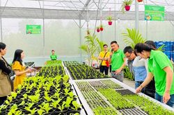 Mô hình rau sạch đầu tiên do cá nhân đầu tư tại Hương Thủy
