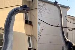 Hàng xóm dựng tượng khủng long cao 15 mét ngoài vườn, một người sợ đến không ngủ nổi