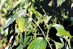 Giá tiêu hôm nay 2/1: 2 yếu tố kỳ vọng đưa giá tiêu vượt 100.000 đồng/kg