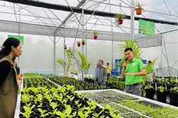 Ra mắt mô hình trồng rau trong nhà kính bằng công nghệ thủy canh