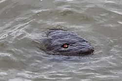 Đi dạo bờ sông, vô tình bắt gặp phiên bản quái vật hồ Loch Ness