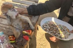 Con người và động vật chịu chung nạn đói trong vườn thú ở Gaza