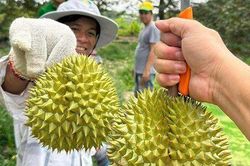 Nông nghiệp đón sóng cơ hội từ xuất khẩu xanh