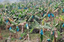 Diện tích trồng chuối giảm hơn 1.000 ha