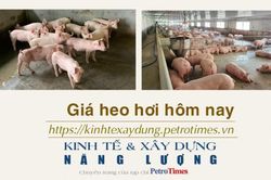 Giá heo hơi hôm nay 3/1: Tăng giảm không đồng nhất