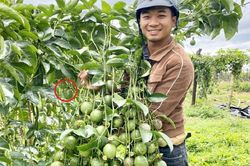 Anh nông dân 'đổi đời', kiếm 3 tỷ nhờ trồng một loại cây 'siêu trái' nhà nào cũng có