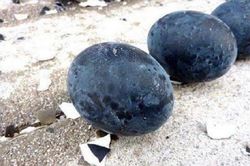 Trứng gà đen như cục than, giá tới 1 triệu đồng/quả vẫn được khách săn lùng