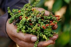 Thêm 1.000 đồng, giá tiêu vượt mốc 82.000 đồng/kg