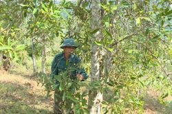 Thạch An nỗ lực giảm nghèo, xây dựng nông thôn mới