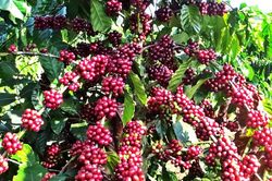 Giá cà phê hôm nay 5/1: Robusta tăng lần đầu tiên trong năm 2024