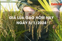 Giá lúa gạo hôm nay 5/1: Đồng loạt tăng giá