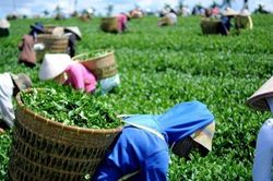 Xuất khẩu chè thu về 211 triệu USD trong năm 2023