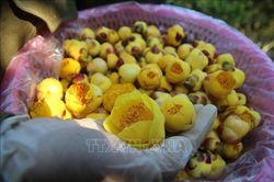Trà hoa vàng - cây thoát nghèo của người dân Ba Chẽ (Quảng Ninh)