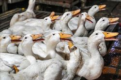 Pháp phát hiện ổ dịch cúm gia cầm độc lực cao tại trang trại nuôi vịt