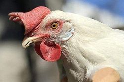 Truyện cười: Con gà 'qua đời' có bao nhiêu cái tên?