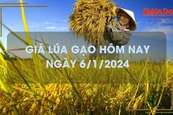 Giá lúa gạo hôm nay 6/1/2024: Duy trì ổn định