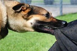 Người đàn ông tử vong sau 2 tháng bị chó hàng xóm cắn