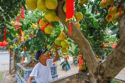 TPHCM: Bưởi Diễn tiền triệu tràn ngập đường chờ Tết