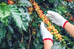 Giá cà phê hôm nay 6/1: Robusta tiếp tục tăng, giá tại Việt Nam chênh cao so với giá thế giới