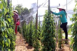 Giá tiêu hôm nay 6/1: Giữ ổn định, Việt Nam uu tiên phát triển tiêu hữu cơ, có chỉ dẫn địa lý