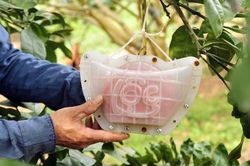 Hàng nghìn quả bưởi tạo hình Tài - Lộc đẹp mắt, có giá bán đắt đỏ nhưng vẫn 'cháy' hàng khi chưa kịp hái