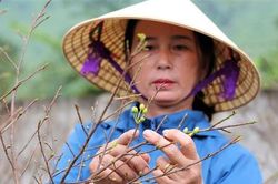 Mai vàng Hà Tĩnh được giá, nông dân lắp camera đề phòng trộm cây