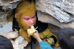 Khu du lịch tuyển 'Tôn Ngộ Không', trả lương hơn 20 triệu đồng 'chỉ để ăn'