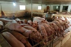 Giá heo hơi hôm nay 7/1/2024: Biến động 1.000 - 2.000 đồng/kg