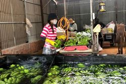 Năm 2023 tỉnh Gia Lai có thêm 117 mã số vùng trồng