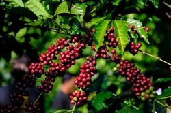 Cà phê hướng đến mốc 69.000 đồng/kg